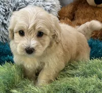 Freddy, a male Maltipoo for sale in Birch Tree, MO – 3 of 10