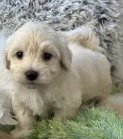 Franklin, a male Maltipoo for sale in Birch Tree, MO – 6 of 10