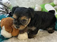 Millie Jean, a female Yorkipoo for sale in Birch Tree, MO – 7 of 10