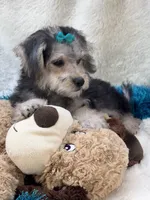 Dylan, a male Morkie for sale in Birch Tree, MO – 8 of 10