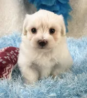 Camelot, a male Maltipoo for sale in Birch Tree, MO – 6 of 9
