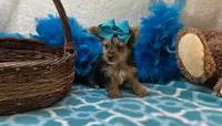 Magnolia , a female Morkie for sale in Birch Tree, MO – Photo 4 of 5