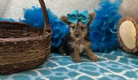 Magnolia , a female Morkie for sale in Birch Tree, MO – Photo 3 of 5