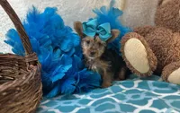 Magnolia , a female Morkie for sale in Birch Tree, MO – Photo 1 of 5