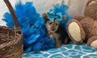 Magnolia , a female Morkie for sale in Birch Tree, MO – Photo 2 of 5