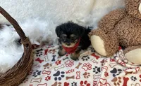 Banjo , a male Shorkie for sale in Birch Tree, MO – Photo 3 of 5