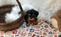 Banjo , a male Shorkie for sale in Birch Tree, MO – Photo 5 of 5