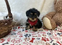 Banjo , a male Shorkie for sale in Birch Tree, MO – Photo 4 of 5