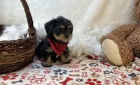 Banjo , a male Shorkie for sale in Birch Tree, MO – Photo 2 of 5