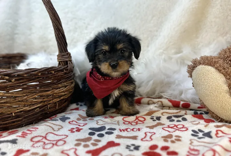 Banjo , a male Shorkie for sale in Birch Tree, MO – Photo 1 of 5