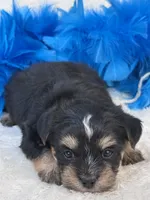 Banjo, a male Morkie for sale in Birch Tree, MO – 5 of 10