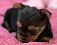 Charity, a female Morkie for sale in Birch Tree, MO – 2 of 8