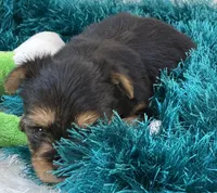Bojangles, a male Morkie for sale in Birch Tree, MO – 10 of 10