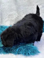 Tango, a male Yorkipoo for sale in Birch Tree, MO – 5 of 10