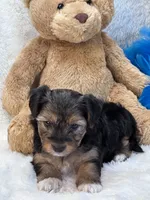 Tonka, a male Yorkipoo for sale in Birch Tree, MO – 4 of 10