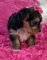 Ivy, a female Morkie for sale in Birch Tree, MO – 5 of 9