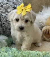 Franklin, a male Maltipoo for sale in Birch Tree, MO – 4 of 10
