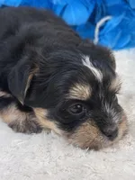 Banjo, a male Morkie for sale in Birch Tree, MO – 4 of 10