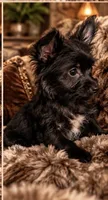 Mo , a male Yorkshire Terrier for sale in Evansville, IN – 2 of 8