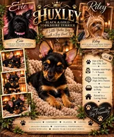 Huxley , a male Yorkshire Terrier for sale in Evansville, IN – 2 of 6
