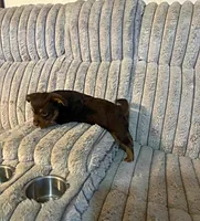 Zappa, a male Yorkshire Terrier for sale in Evansville, IN – Photo 10 of 10