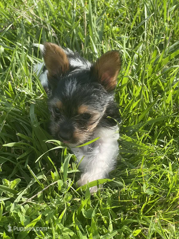 Tokyo ~ T-cup – Yorkshire Terrier puppy for sale in Evansville, IN