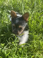 Tokyo ~ T-cup, a male Yorkshire Terrier for sale in Evansville, IN – 2 of 10