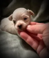 Mali ~ Micro, a female Yorkshire Terrier for sale in Evansville, IN – 4 of 8