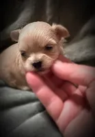 Asia ~ Micro, a female Yorkshire Terrier for sale in Evansville, IN – 6 of 10