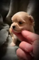 Asia ~ Micro, a female Yorkshire Terrier for sale in Evansville, IN – 5 of 10