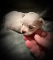 Mali ~ Micro, a female Yorkshire Terrier for sale in Evansville, IN – 2 of 8