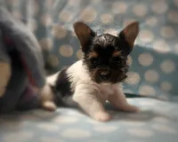 Tokyo ~ T-cup, a male Yorkshire Terrier for sale in Evansville, IN – 6 of 10