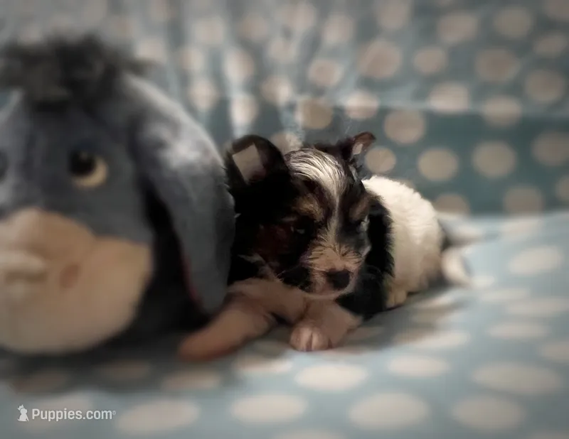 Tongo – Yorkshire Terrier puppy on hold in Evansville, IN