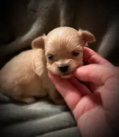 Asia ~ Micro, a female Yorkshire Terrier for sale in Evansville, IN – 10 of 10