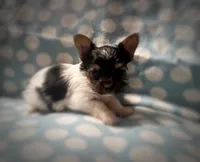 Tokyo ~ T-cup, a male Yorkshire Terrier for sale in Evansville, IN – 10 of 10