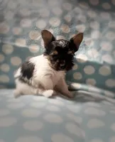 Tokyo ~ T-cup, a male Yorkshire Terrier for sale in Evansville, IN – 9 of 10