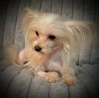 Zeppelin , a male Yorkshire Terrier for sale in Evansville, IN – Photo 7 of 9