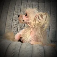 Zeppelin , a male Yorkshire Terrier for sale in Evansville, IN – 4 of 9