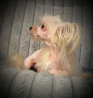 Zeppelin , a male Yorkshire Terrier for sale in Evansville, IN – Photo 4 of 9