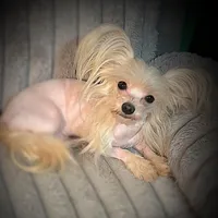 Zeppelin , a male Yorkshire Terrier for sale in Evansville, IN – 3 of 9
