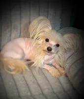 Zeppelin , a male Yorkshire Terrier for sale in Evansville, IN – Photo 3 of 9