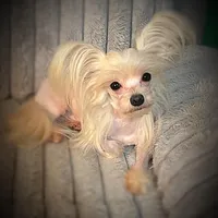 Zeppelin , a male Yorkshire Terrier for sale in Evansville, IN – 1 of 9