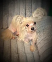 Zeppelin , a male Yorkshire Terrier for sale in Evansville, IN – Photo 1 of 9