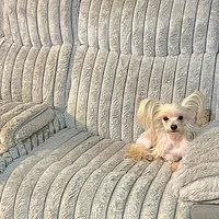 Zeppelin , a male Yorkshire Terrier for sale in Evansville, IN – 9 of 9