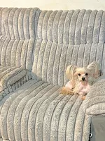 Zeppelin , a male Yorkshire Terrier for sale in Evansville, IN – Photo 9 of 9