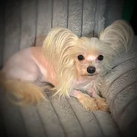 Zeppelin , a male Yorkshire Terrier for sale in Evansville, IN – 5 of 9