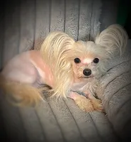 Zeppelin , a male Yorkshire Terrier for sale in Evansville, IN – Photo 5 of 9