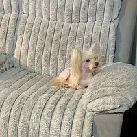 Zeppelin , a male Yorkshire Terrier for sale in Evansville, IN – 8 of 9