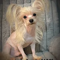 Zeppelin , a male Yorkshire Terrier for sale in Evansville, IN – 6 of 9