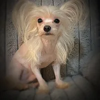 Zeppelin , a male Yorkshire Terrier for sale in Evansville, IN – 2 of 9